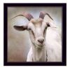 Black Framed "Up Close Goat" By Lori Deiter, Ready To Hang
